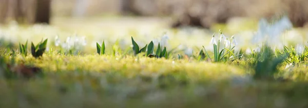 Blooming Galanthus Snowdrops Flowers Park Early Spring Purity Peace Joy — Stock Photo, Image