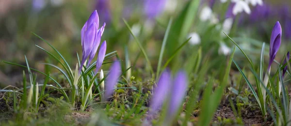 Kwitnący Krokus Kwiaty Śniegu Parku Zbliżenie Wczesną Wiosną Europie Symbol — Zdjęcie stockowe