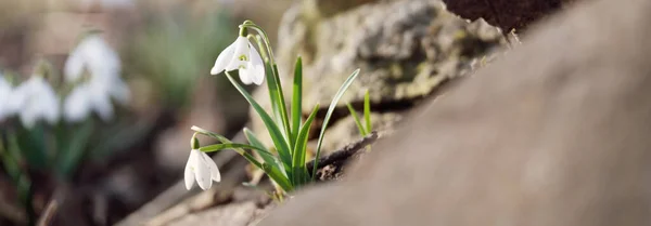 Blooming White Galanthus Snowdrops Flowers Park Close Early Spring Europe — Stock Photo, Image