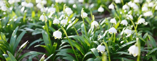 公園内にあるルコジウム 夏の雪の結晶 の花を近くに咲かせます 早春だ 純粋さ イースターの概念のシンボル マクロ写真 — ストック写真