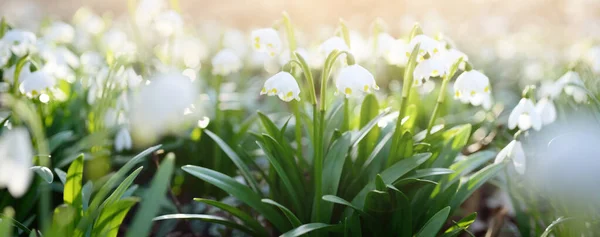 Blooming Leucojum Aestivum Summer Snowflake Flowers Park Close Early Spring — Stock Photo, Image