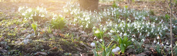Flor Leucojum Aestivum Copo Nieve Verano Flores Parque Cerca Primavera —  Fotos de Stock