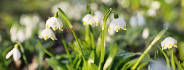 Blooming Leucojum Aestivum Summer Snowflake Flowers Park Close Early Spring — Stock Photo, Image