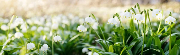 公園内にあるルコジウム 夏の雪の結晶 の花を近くに咲かせます 早春だ 純粋さ イースターの概念のシンボル マクロ写真 — ストック写真