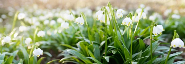 Kvetoucí Leucojum Estivum Letní Sněhová Vločka Květiny Parku Zblízka Brzy — Stock fotografie