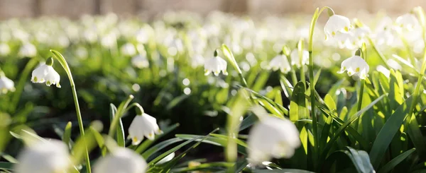 公園内にあるルコジウム 夏の雪の結晶 の花を近くに咲かせます 早春だ 純粋さ イースターの概念のシンボル マクロ写真 — ストック写真