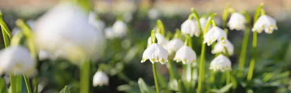 公園内にあるルコジウム 夏の雪の結晶 の花を近くに咲かせます 早春だ 純粋さ イースターの概念のシンボル マクロ写真 — ストック写真