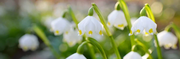 盛开的白花 夏天的雪花 花在公园里 早春纯洁 复活节的象征园艺 宏观摄影 Bokeh — 图库照片