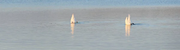 两只白天鹅在蓝色的湖中洗澡 田园诗般的乡村风景 爱与和平的象征 野生动物 鸟类学 环境保护 — 图库照片