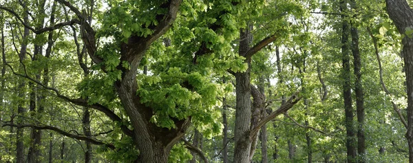Közelkép Hatalmas Varázsló Tölgyfa Zöld Lombhullató Erdőben Nyilvános Park Légköri — Stock Fotó