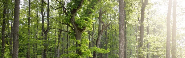 Лиственные Леса Общественный Парк Ясный Летний День Могучие Деревья Мох — стоковое фото