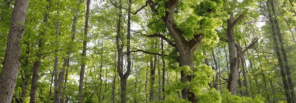 Yeşil yaprak döken ormanda (halk parkında) kudretli büyücü meşe ağacının yakın çekimi. Atmosferik yaz manzarası. Saf doğa, ekoloji, çevre koruma. Avrupa. Gizem, mitoloji, peri masalı