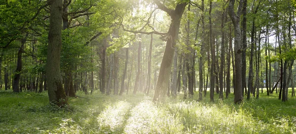 Açık bir yaz gününde yaprak döken orman (halk parkı). Güçlü ağaçlar, yosunlar, yeşil bitkiler. Saf güneş ışığı, güneş ışınları. Idyllic manzara. Doğa, ekoloji, çevre, yürüyüş, eko-turizm, eğlence