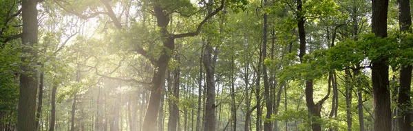 夏日晴朗的落叶森林 高大的树 绿色植物 纯净的阳光 Idyllic景观 生态旅游 — 图库照片