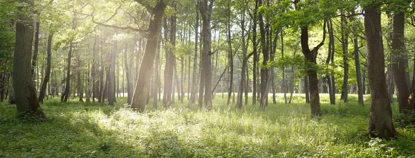 Vista Panorâmica Parque Florestal Decíduo Verde Dia Ensolarado Árvores Fortes — Fotografia de Stock
