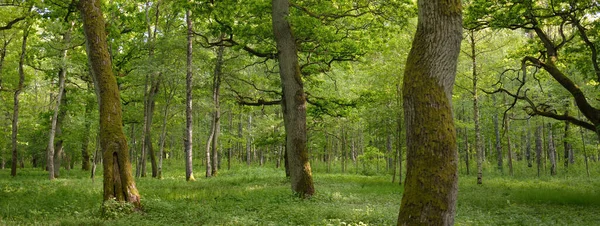 Panoramautsikt Över Grön Lövskog Park Solig Dag Mäktiga Träd Växter — Stockfoto