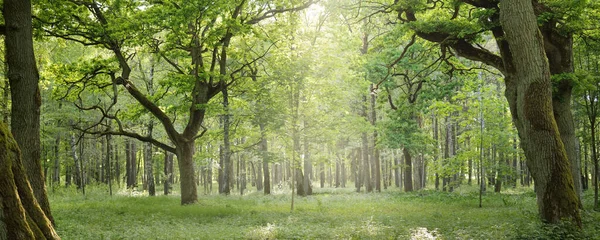 Forêt Feuilles Caduques Parc Public Par Une Belle Journée Été — Photo