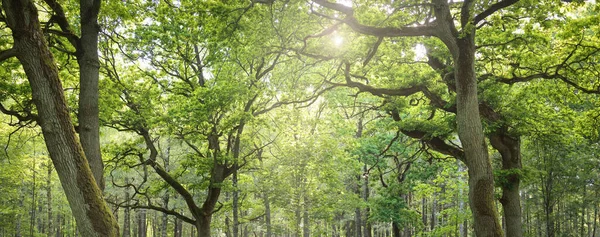 Güneşli bir günde yeşil yaprak döken orman parkının panoramik görüntüsü. Güçlü ağaçlar, bitkiler, yosunlar. Yumuşak güneş ışığı. Atmosferik manzara. Doğa, çevre, ekoloji, eko-turizm, kuzey yürüyüşü, keşif