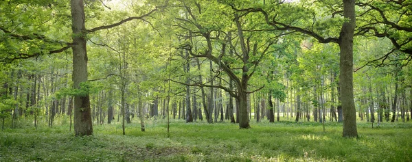 晴れた夏の日には落葉樹林 強力な木 緑の植物 純粋な太陽光 太陽光 牧歌的な風景です 生態系 ハイキング エコツーリズム レクリエーション — ストック写真