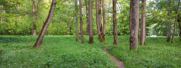 穿过黑暗森林公园的小路 乡间小路 巨大的绿色落叶树苔藓植物夏天的风景自然 生态旅游 骑自行车 向北行走 — 图库照片