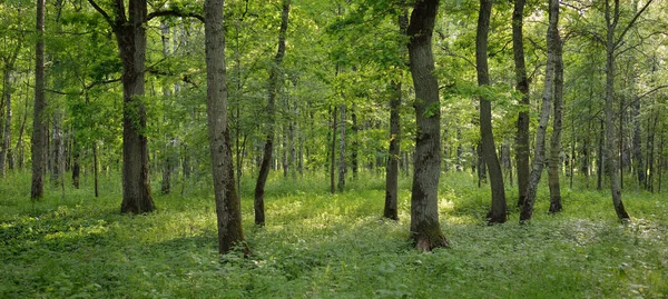Панорамный Вид Зеленый Лиственный Лесной Парк Солнечный День Могучие Деревья — стоковое фото