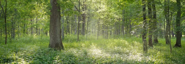 Forêt Feuilles Caduques Parc Public Par Une Belle Journée Été — Photo