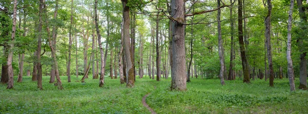 Güneşli bir günde yeşil yaprak döken orman parkının panoramik görüntüsü. Güçlü ağaçlar, bitkiler, yosunlar. Yumuşak güneş ışığı. Atmosferik manzara. Doğa, çevre, ekoloji, eko-turizm, kuzey yürüyüşü, keşif