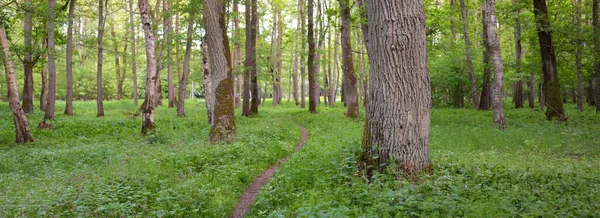 Panoramatický Výhled Zelený Opadavý Lesopark Slunečného Dne Mocné Stromy Rostliny — Stock fotografie