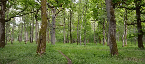 Панорамный Вид Зеленый Лиственный Лесной Парк Солнечный День Могучие Деревья — стоковое фото