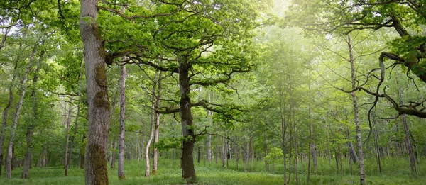 Güneşli bir günde yeşil yaprak döken orman parkının panoramik görüntüsü. Güçlü ağaçlar, bitkiler, yosunlar. Yumuşak güneş ışığı. Atmosferik manzara. Doğa, çevre, ekoloji, eko-turizm, kuzey yürüyüşü, keşif