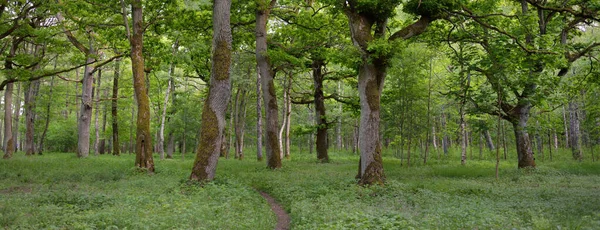 Stezka Venkovská Cesta Ulička Temným Lesoparkem Mohutné Zelené Listnaté Stromy — Stock fotografie