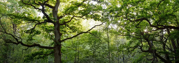 Närbild Mäktiga Trollkarlen Träd Den Gröna Lövskog Offentlig Park Atmosfäriskt — Stockfoto