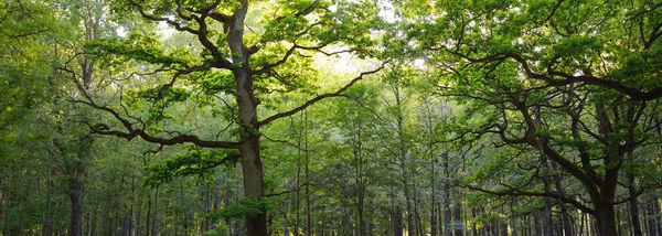 在绿落叶森林 中的高大的魔法师橡树的特写 夏季大气景观 纯粹的自然 环境保护 童话故事 — 图库照片