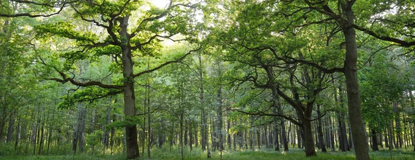 Großaufnahme Der Mächtigen Zaubereiche Grünen Laubwald Öffentlicher Park Stimmungsvolle Sommerlandschaft — Stockfoto