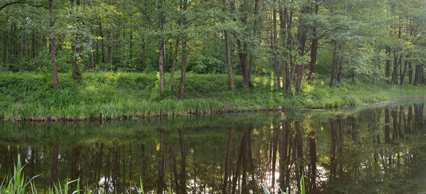 Kanał Rzeka Zielonym Lesie Potężne Drzewa Liściaste Wiosna Początek Lata — Zdjęcie stockowe