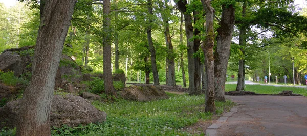 Yeşil yaz ormanının ortasında terk edilmiş eski bir askeri sığınak (muhafız kulübesi). Avrupa. Şehir simgeleri, mimari. Tarih, geçmiş, savaş, çatışma, takviye, koruma. Panoramik görünüm