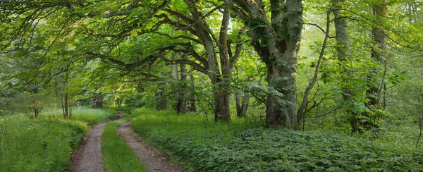 Chemin Route Rurale Ruelle Travers Parc Forestier Sombre Arbres Feuilles — Photo