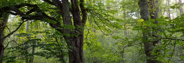 Koyu yeşil yaprak döken orman parkı güneşli bir günde. Kestane ağacına yakın plan. Yumuşak güneş ışığı. Atmosferik manzara. Doğa, çevre koruma, ekoloji, eko-turizm