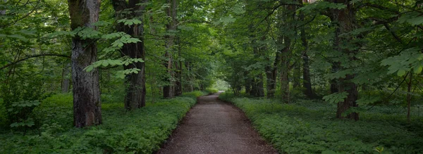 Ścieżka Wiejska Droga Aleja Przez Ciemny Park Leśny Potężny Zielony — Zdjęcie stockowe