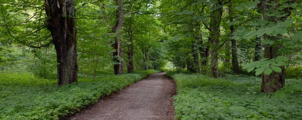 Vägen Landsväg Gränd Genom Den Mörka Skogsparken Mäktiga Gröna Lövträd — Stockfoto