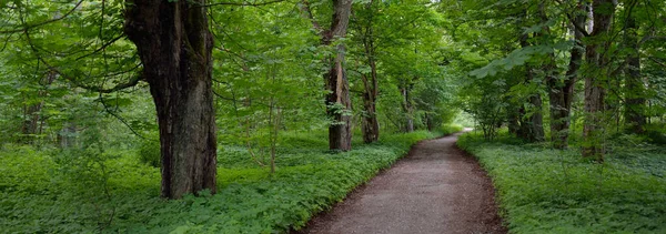 穿过黑暗森林公园的小路 乡间小路 巨大的绿色落叶树苔藓植物夏天的风景自然 生态旅游 骑自行车 向北行走 — 图库照片