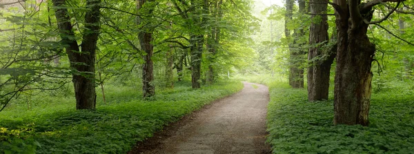 穿过黑暗森林公园的小路 乡间小路 巨大的绿色落叶树苔藓植物夏天的风景自然 生态旅游 骑自行车 向北行走 — 图库照片