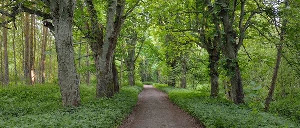 Шлях Сільська Дорога Алея Через Темний Лісовий Парк Могутні Зелені — стокове фото