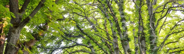 Σκούρο Πράσινο Φυλλοβόλο Δάσος Μια Ηλιόλουστη Μέρα Δυνατή Καστανιά Από — Φωτογραφία Αρχείου