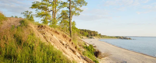 Балтийское Побережье Песчаные Дюны Закате Могучие Хвойные Деревья Ясное Голубое — стоковое фото