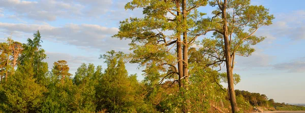 Západ Slunce Pobřeží Baltského Moře Mohutné Jehličnaté Stromy Proti Jasně — Stock fotografie