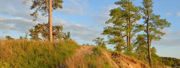 Baltic Sea Coast Sunset Mighty Coniferous Trees Clear Blue Sky — Stock Photo, Image