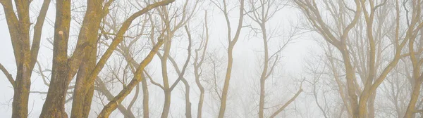 Yoğun sisli kayın ağaçları. Karanlık ağaç siluetleri. Şehir parkı, orman. Bahar manzarası. Doğa, eko-turizm, ekoloji, çevre koruma, çevre düzenlemesi