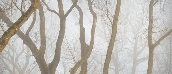 Yoğun sisli kayın ağaçları. Karanlık ağaç siluetleri. Şehir parkı, orman. Bahar manzarası. Doğa, eko-turizm, ekoloji, çevre koruma, çevre düzenlemesi