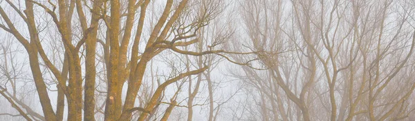 Могутні Листяні Букові Дерева Густому Тумані Силуети Темного Дерева Громадський — стокове фото